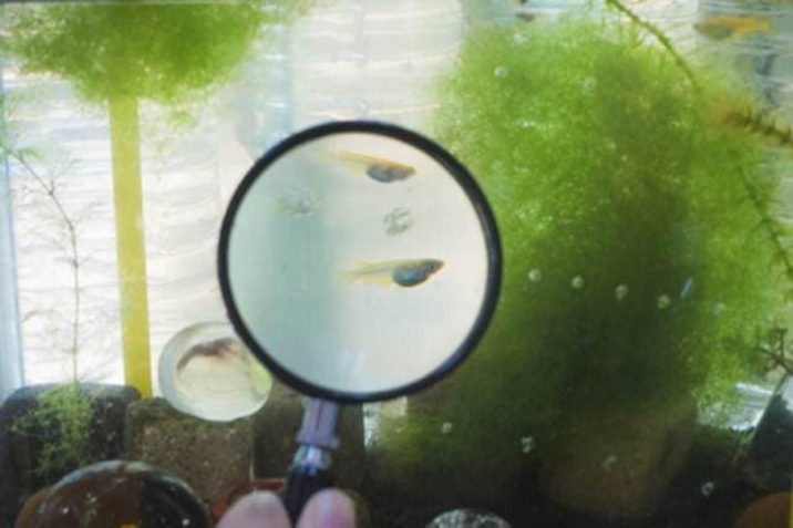 光合成細菌がメダカの稚魚育成に役立つ？メダカ飼育における効果と使用方法