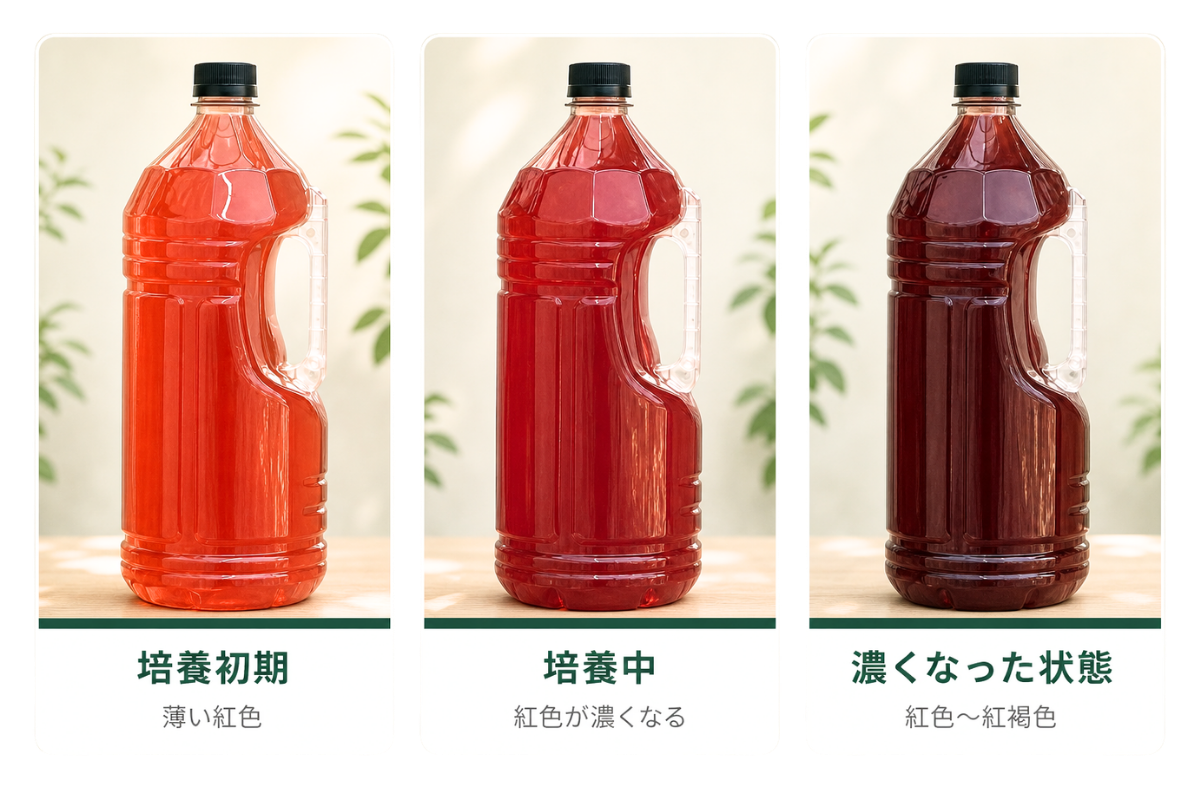 光合成細菌の培養による色変化の目安